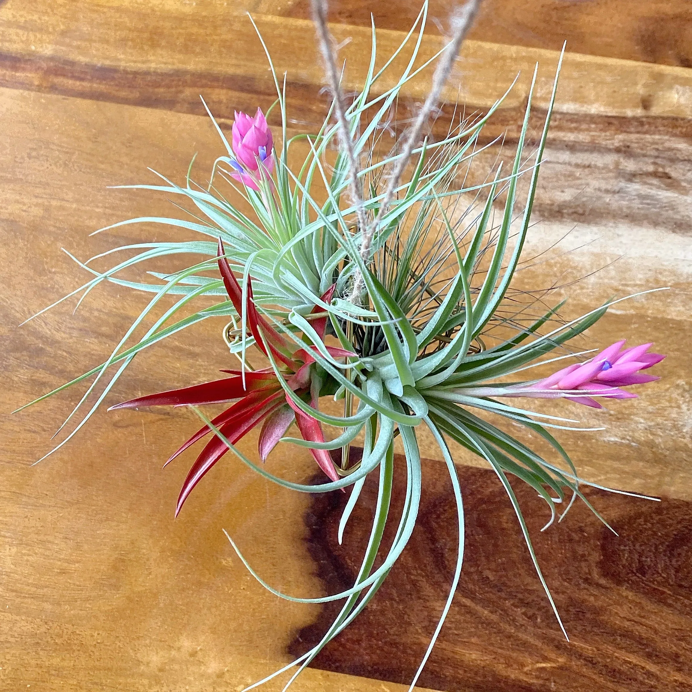 Air Plant Lovers Gift Collection